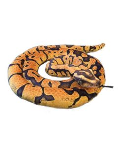 Obrázek z Had krajta žlutá plyš 200cm (55) 